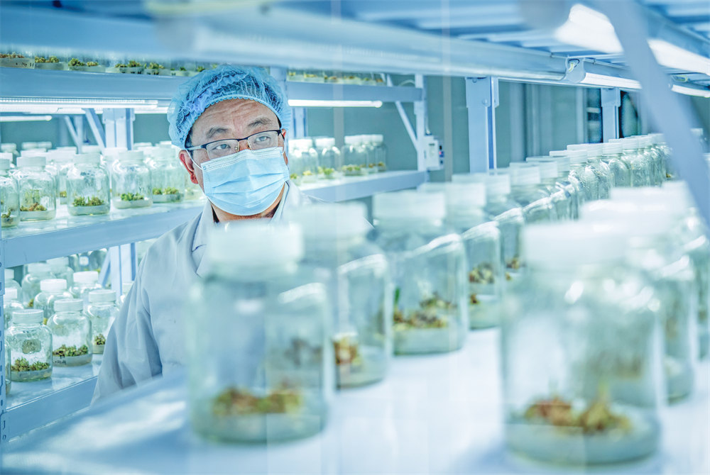 3、魔芋组培实验室 鄢志强.jpg